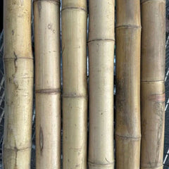 2"-3" Thick Bamboo Poles